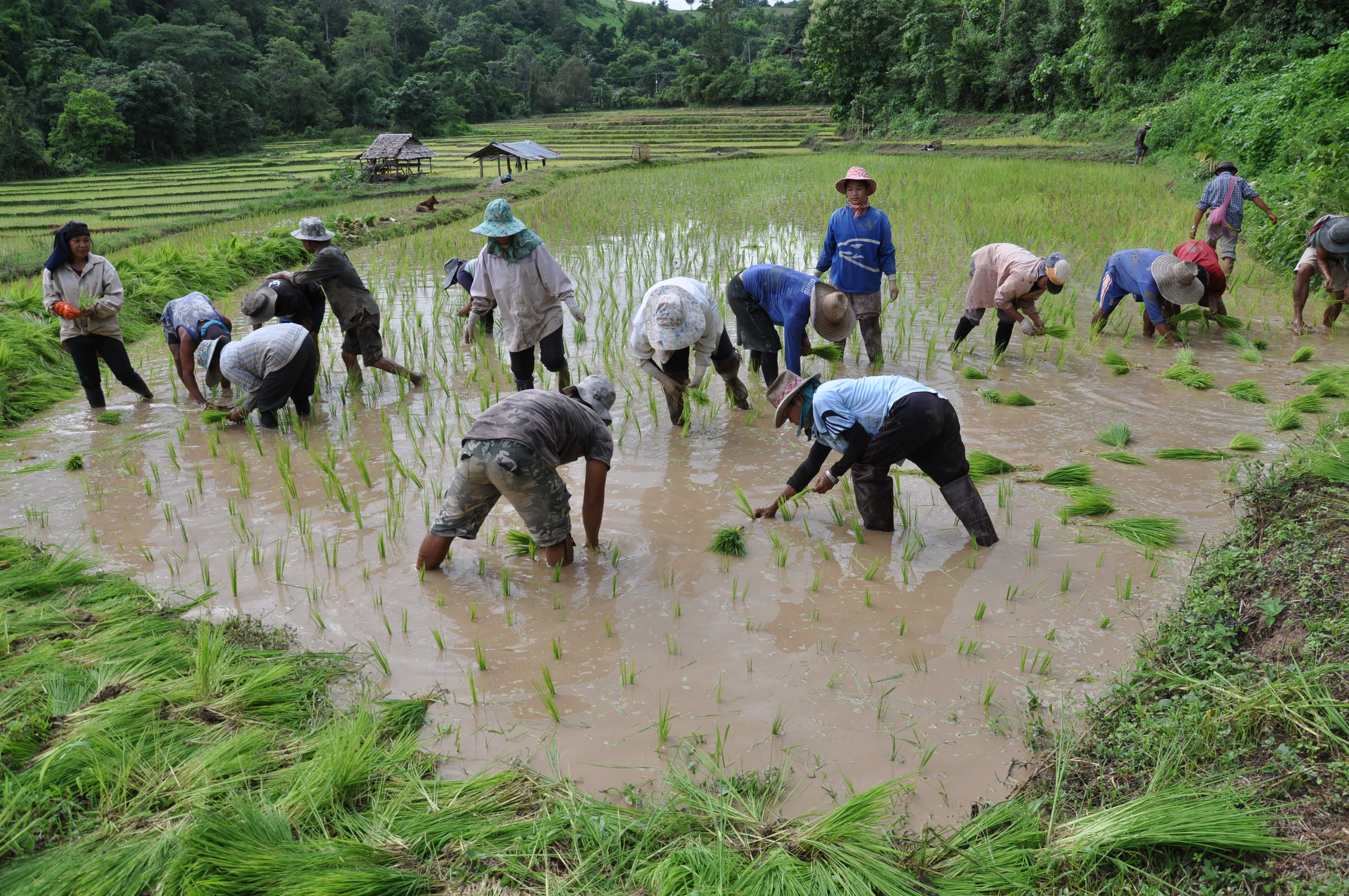 Thai farmers move up value chain - Nikkei Asia